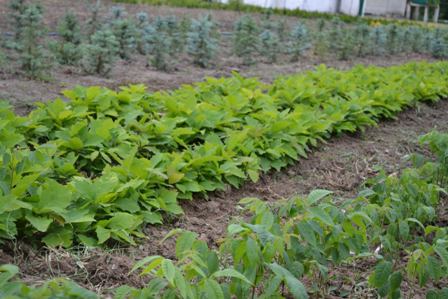 c5f020328571d6dc641d67c568e4ca06